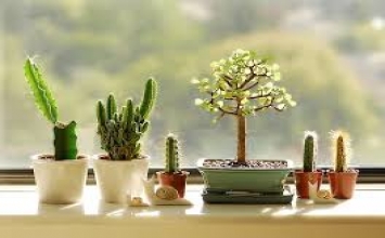 Chuyện con ruồi